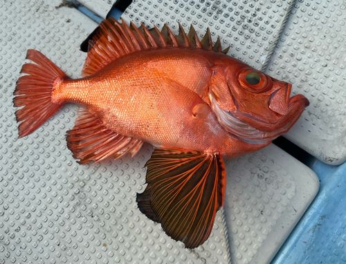 チカメキントキの釣果