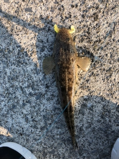 マゴチの釣果