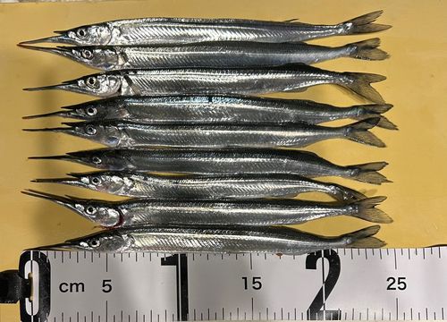 サヨリの釣果