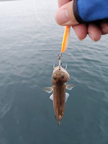 エソの釣果