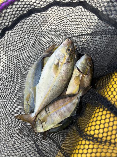 カンパチの釣果