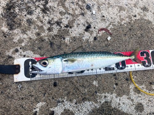 サバの釣果