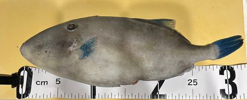 ウマヅラハギの釣果