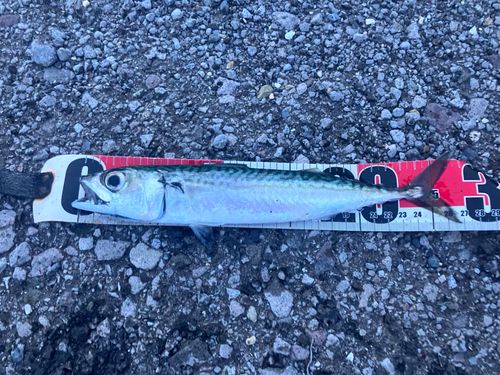 サバの釣果