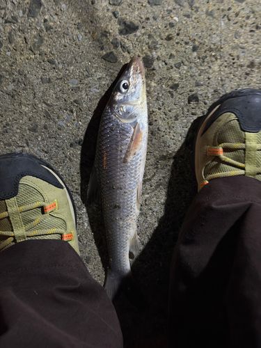 ニゴイの釣果