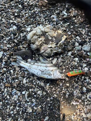 コトヒキの釣果