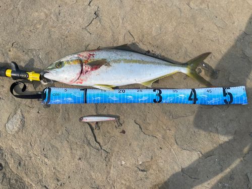 ヒラマサの釣果