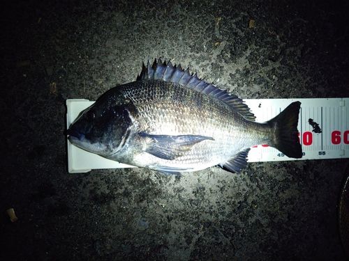 チヌの釣果