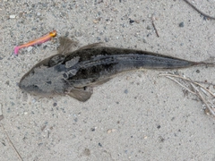 マゴチの釣果