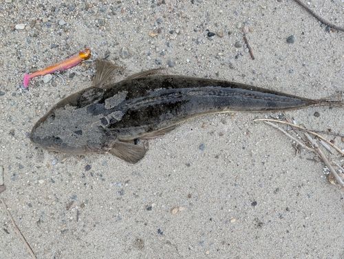 マゴチの釣果