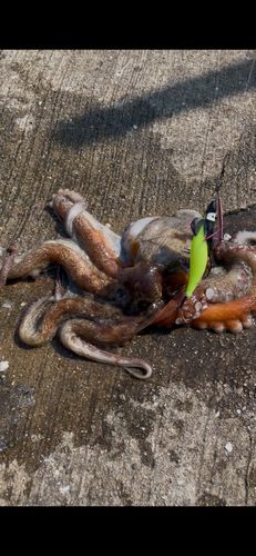タコの釣果