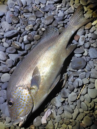 コロダイの釣果