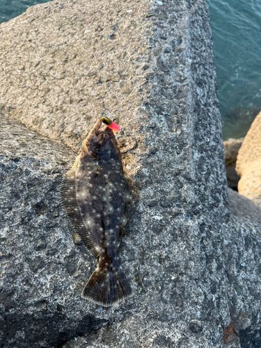 ソゲの釣果
