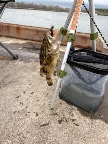 クロソイの釣果