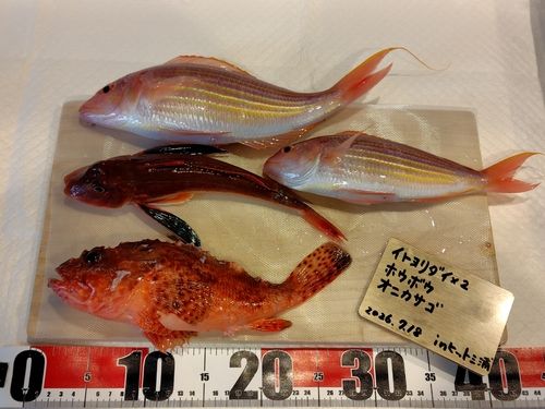 オニカサゴの釣果