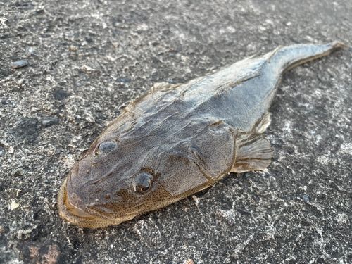 マゴチの釣果