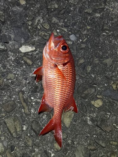 アカマツカサの釣果
