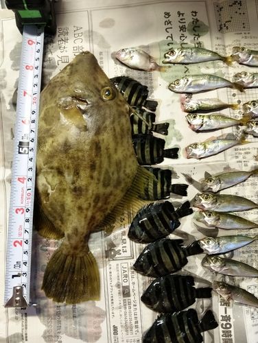 カワハギの釣果