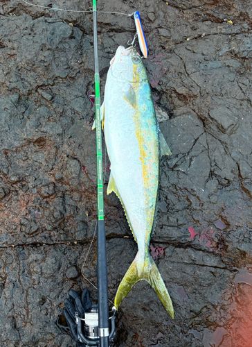 ヒラマサの釣果