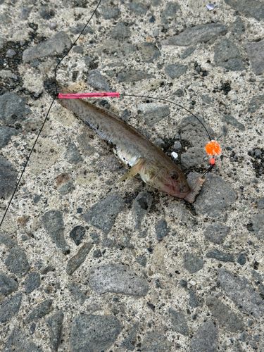 シャコの釣果