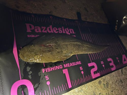 マゴチの釣果
