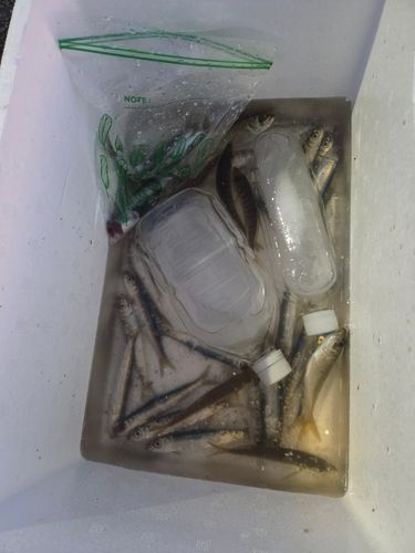 ウルメイワシの釣果