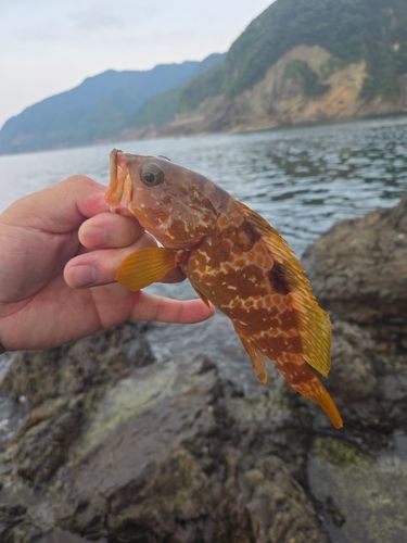アコウの釣果