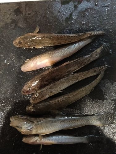 マハゼの釣果