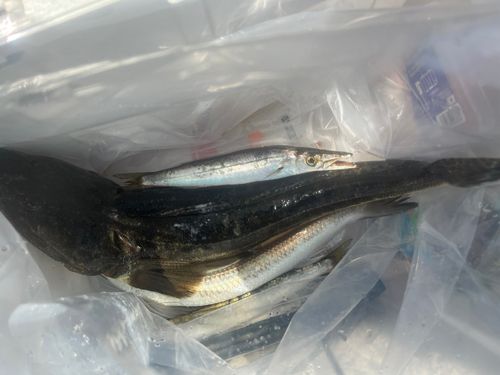 マゴチの釣果