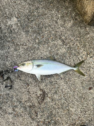 ハマチの釣果