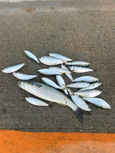 釣果