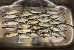 アジの釣果