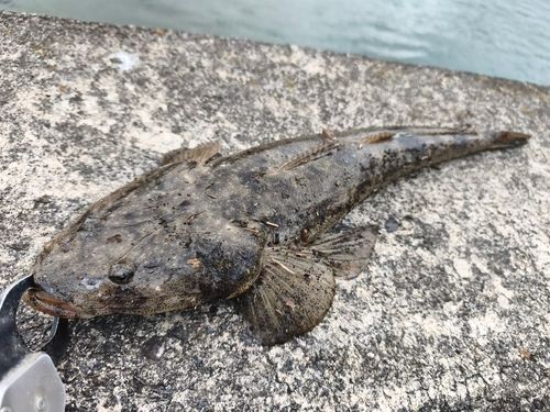 マゴチの釣果