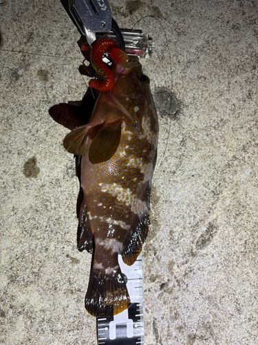 キジハタの釣果