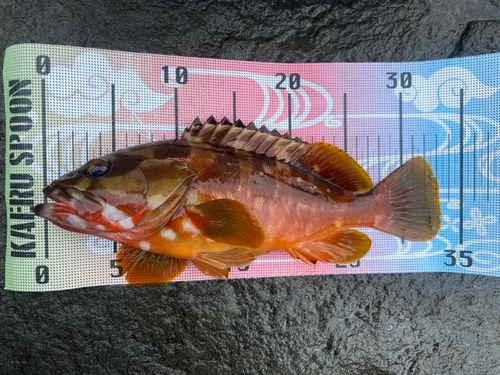 アカハタの釣果