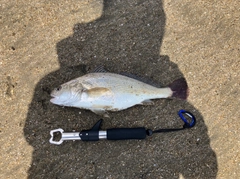 イシモチの釣果