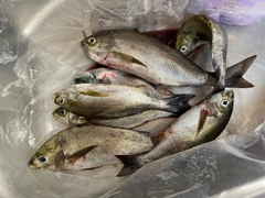 イサキの釣果