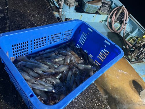 スルメイカの釣果