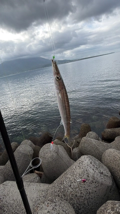 カマスの釣果
