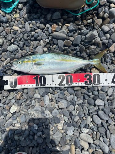 ワカシの釣果