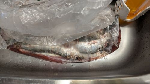 イワシの釣果