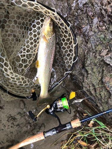 ブラウントラウトの釣果