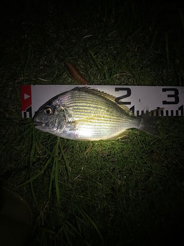 ヘダイの釣果