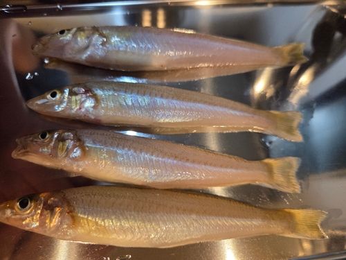 キスの釣果