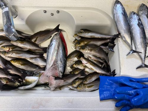 イサキの釣果