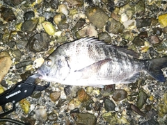 チヌの釣果