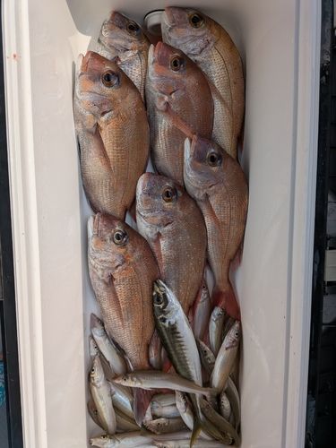 マダイの釣果