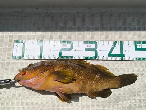 キジハタの釣果