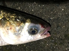 ボラの釣果