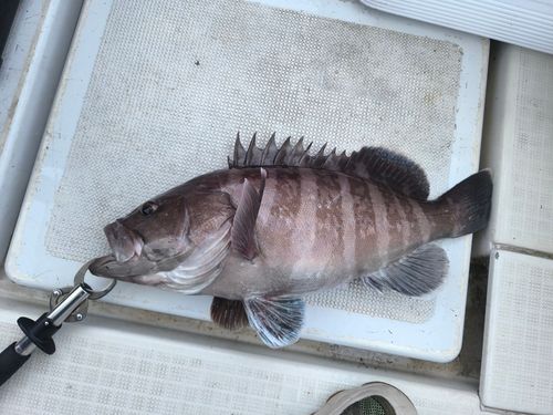 マハタの釣果